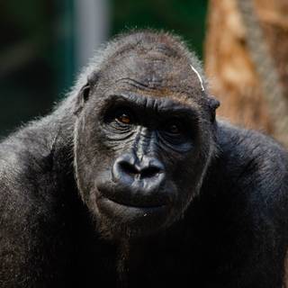 Big black monkey wallpaper