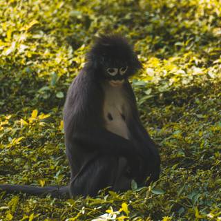 Big black monkey wallpaper