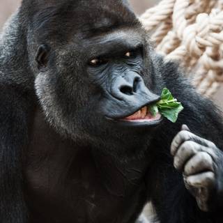 Big black monkey wallpaper