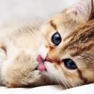 Funny baby animals wallpaper