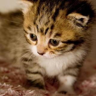 Funny baby animals wallpaper