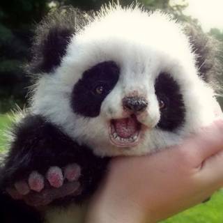 Funny baby animals wallpaper