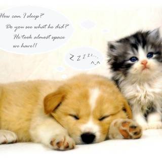 Funny baby animals wallpaper