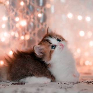 Funny baby animals wallpaper