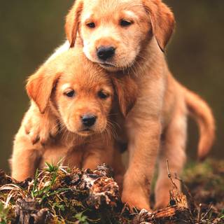 Funny baby animals wallpaper