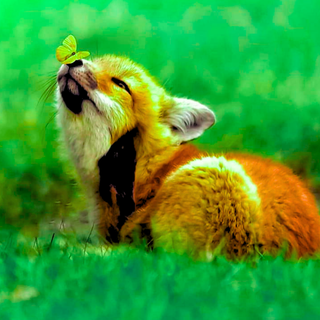 Funny baby animals wallpaper