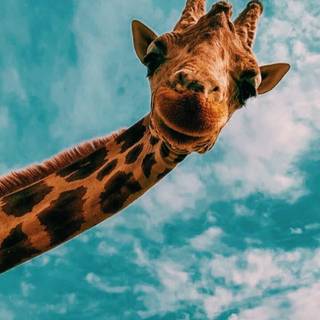 Funny baby animals wallpaper