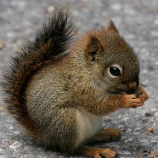 Funny baby animals wallpaper