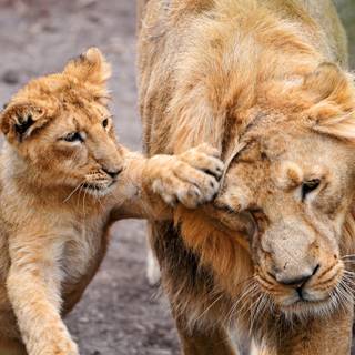 Funny baby animals wallpaper