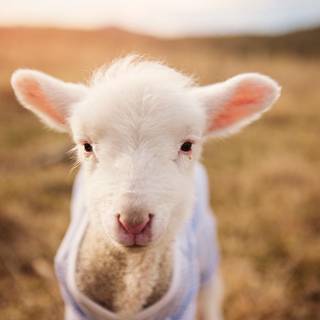 Funny baby animals wallpaper