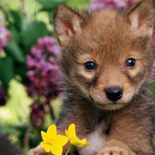 Funny baby animals wallpaper