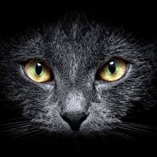 Cat iPad wallpaper