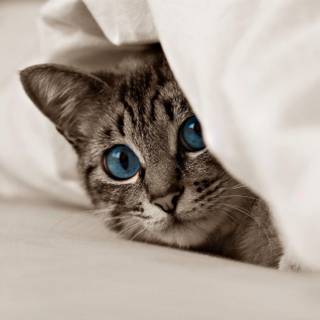 Cat iPad wallpaper