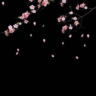 Cherry Blossom dark wallpaper