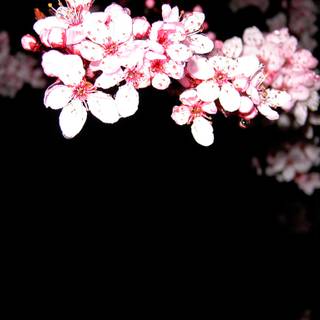 Cherry Blossom dark wallpaper