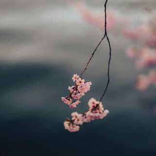 Cherry Blossom dark wallpaper