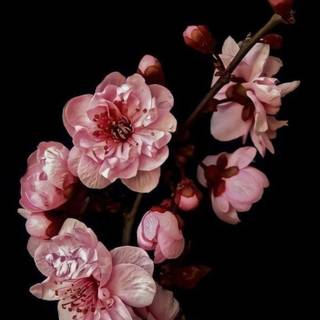 Cherry Blossom dark wallpaper