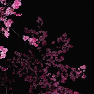 Cherry Blossom dark wallpaper