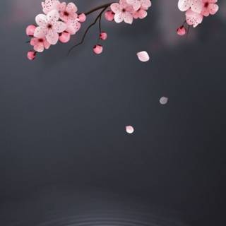 Cherry Blossom dark wallpaper