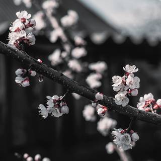 Cherry Blossom dark wallpaper