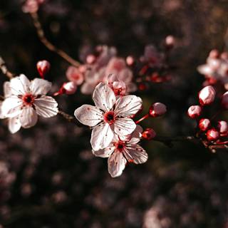 Cherry Blossom dark wallpaper