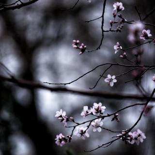 Cherry Blossom dark wallpaper