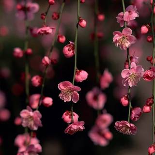 Cherry Blossom dark wallpaper