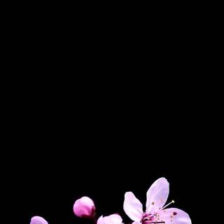Cherry Blossom dark wallpaper
