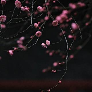 Cherry Blossom dark wallpaper