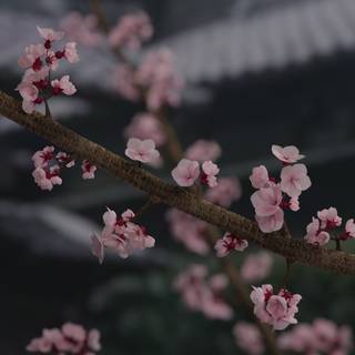 Cherry Blossom dark wallpaper