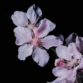 Cherry Blossom dark wallpaper