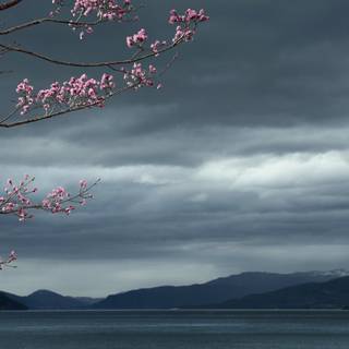 Cherry Blossom dark wallpaper