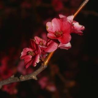 Cherry Blossom dark wallpaper