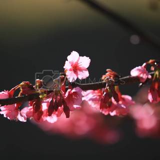 Cherry Blossom dark wallpaper
