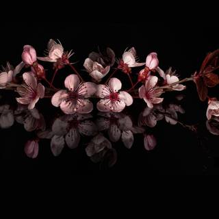 Cherry Blossom dark wallpaper