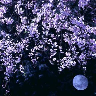 Cherry Blossom dark wallpaper