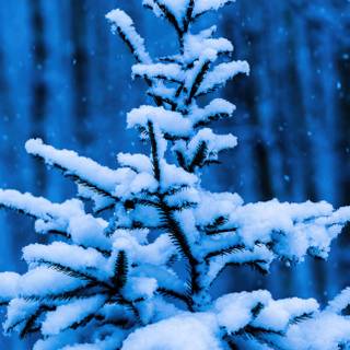 4k snow iPhone wallpaper