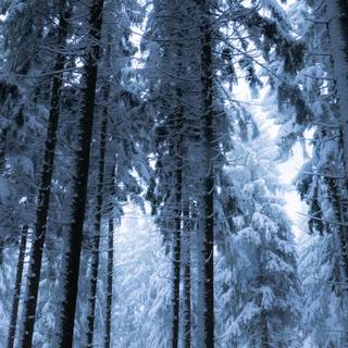 4k snow iPhone wallpaper