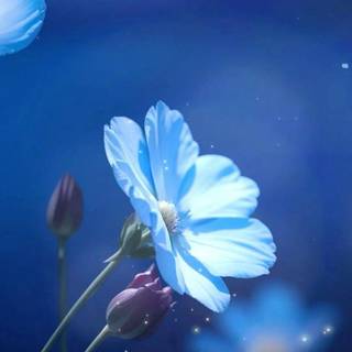 Romance phone wallpaper