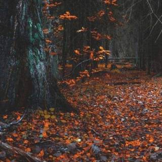 Autumn aesthetic 2025 wallpaper