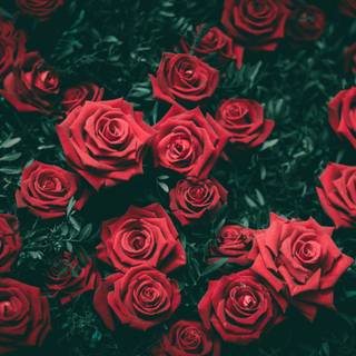 Dark red roses desktop wallpaper