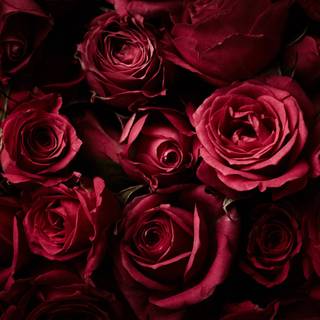 Dark red roses desktop wallpaper