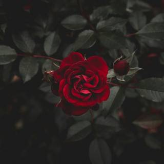 Dark red roses desktop wallpaper