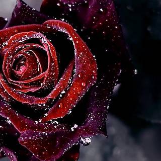 Dark red roses desktop wallpaper