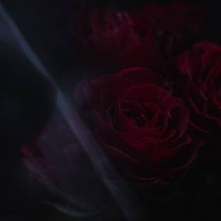 Dark red roses desktop wallpaper