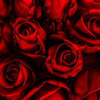 Dark red roses desktop wallpaper