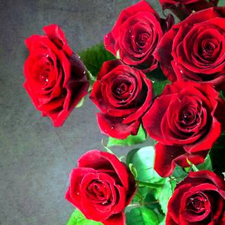 Dark red roses desktop wallpaper