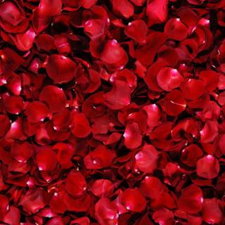 Dark red roses desktop wallpaper