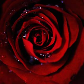 Dark red roses desktop wallpaper