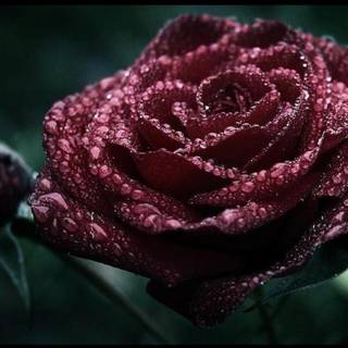 Dark red roses desktop wallpaper